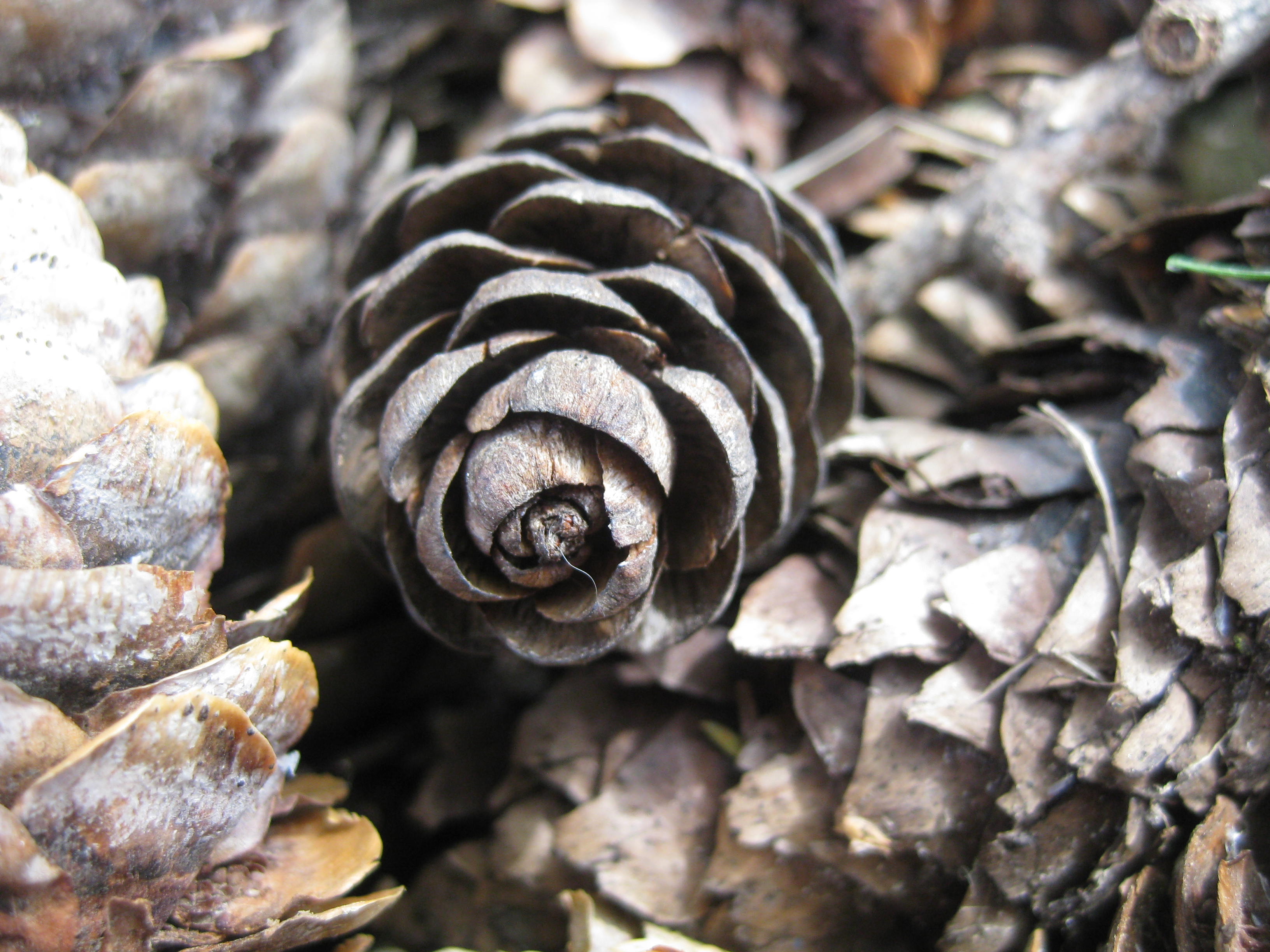 lehtikuusen_käpy – Erja digitaalisesti